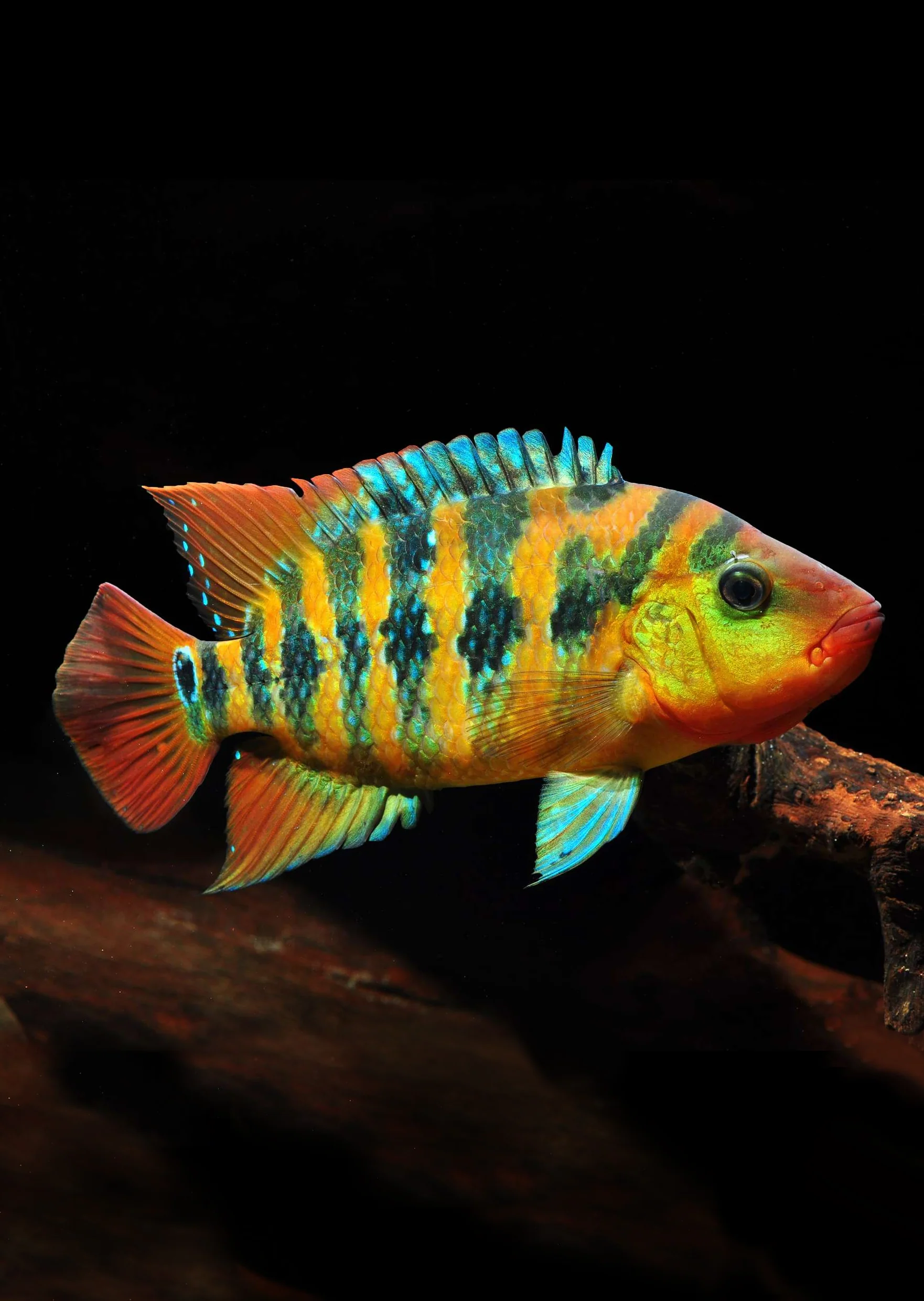 Live Fish